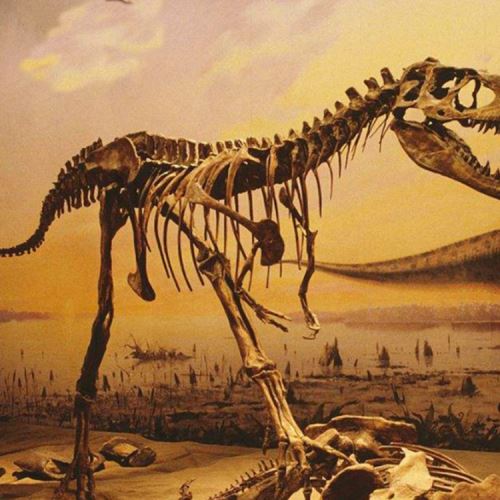 Modelo de fósiles de dinosaurio